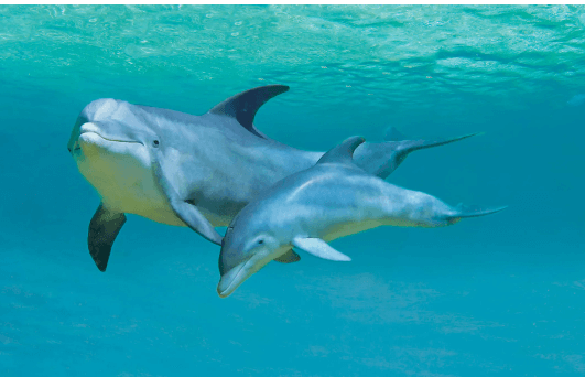 Baby:755ofroani4= Dolphin