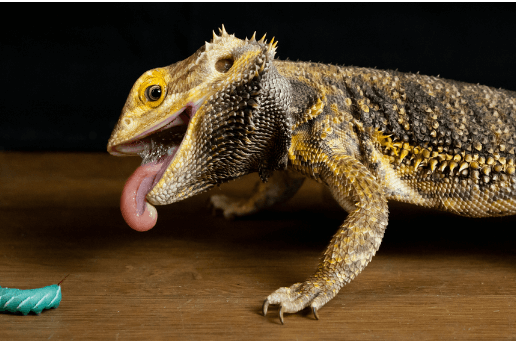 Baby:9s0-91su2ay= Bearded Dragon