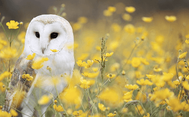 Cute:_Ymo8-Wa5is= Barn Owl