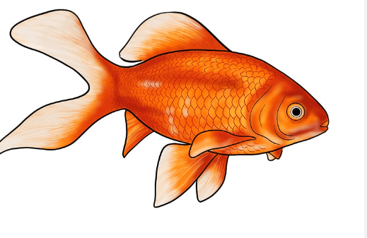 Cute:0y8wcr5wsb0= How to Draw a Fish