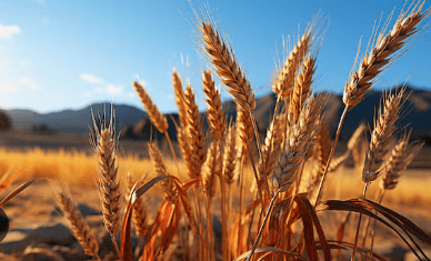 Clipart:_Zqkey3rzzc= Wheat