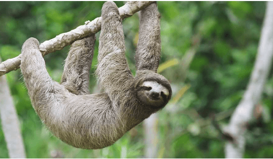 Clipart:93pdvfpkcxa= Sloth