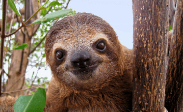 Clipart:93pdvfpkcxa= Sloth