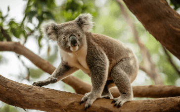 Clipart:375yzualp4c= Drop Bear