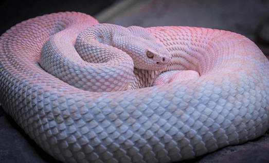 Cute:-D044wvppiq= White Snake