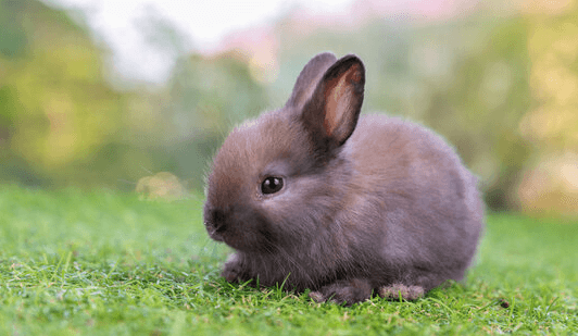 Baby:Clugzjkwabo= Cute:3lfx824waui= Bunny