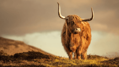 Background:_Srmij2mvmg= Highland Cow