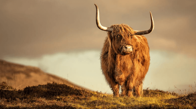 Background:_Srmij2mvmg= Highland Cow