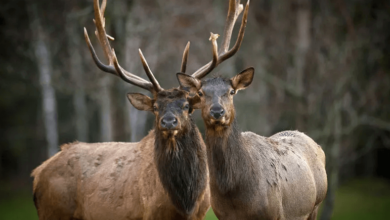 Deer:9kucmx12gci= Elk