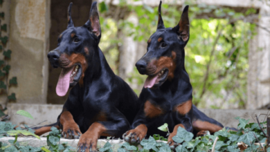 European Doberman