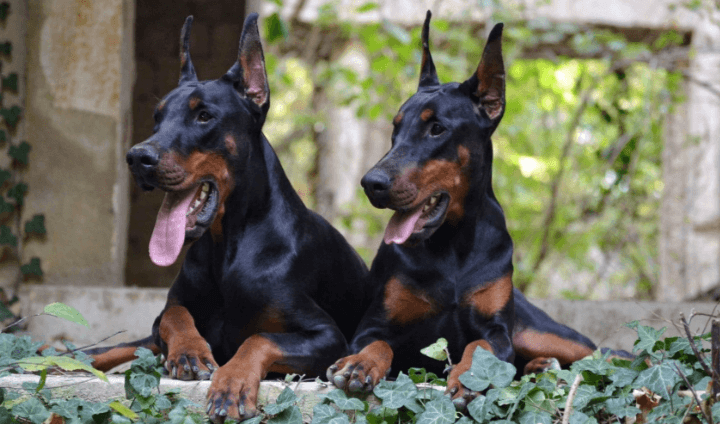 European Doberman