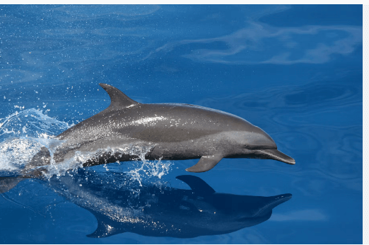 Baby:755ofroani4= Dolphin