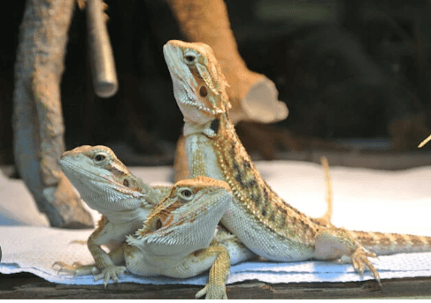 Baby:9s0-91su2ay= Bearded Dragon