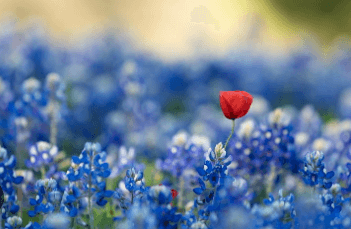 Clip Art:3xqm8x0_Lus= Bluebonnet