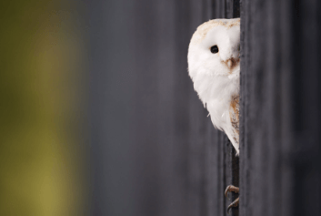 Cute:_Ymo8-Wa5is= Barn Owl