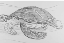 Drawing:-X-Vgtxjku0= Easy:Sntboprbahm= Turtle