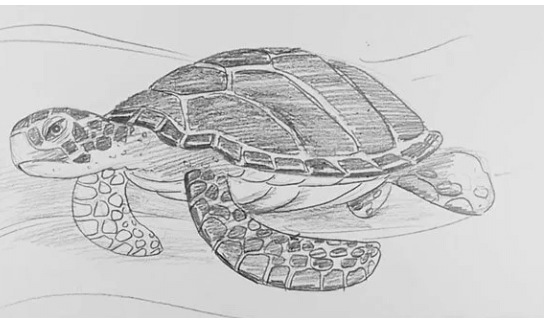 Drawing:-X-Vgtxjku0= Easy:Sntboprbahm= Turtle