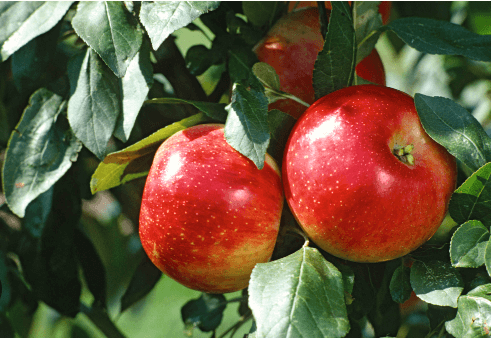 Clipart:88qxehsgzvu= Apple