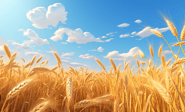 Clipart:_Zqkey3rzzc= Wheat