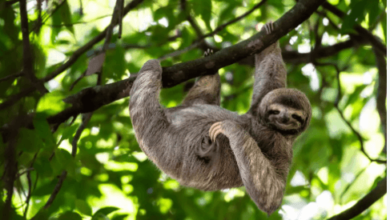 Clipart:93pdvfpkcxa= Sloth