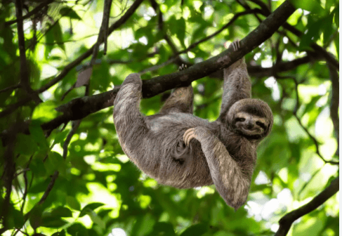 Clipart:93pdvfpkcxa= Sloth