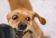 Dog Bite Claims Can Be Difficult to Settle Without a Lawyer