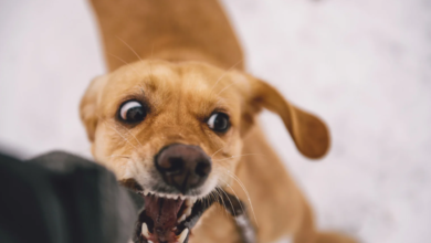 Dog Bite Claims Can Be Difficult to Settle Without a Lawyer