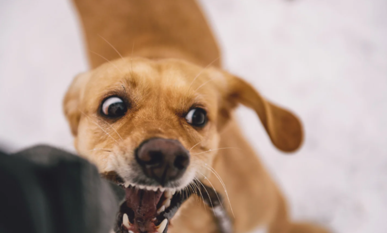 Dog Bite Claims Can Be Difficult to Settle Without a Lawyer